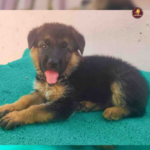 Breed Name - German Shepherd (GSD -Madurai 📍) - Image 2