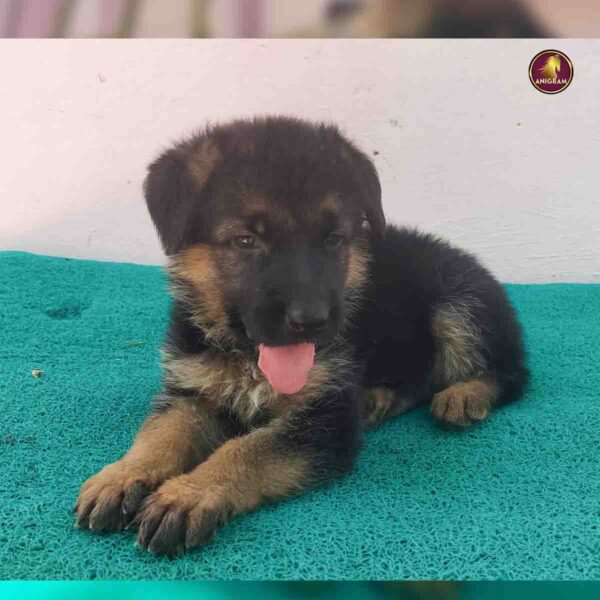 Breed Name - German Shepherd (GSD -Madurai 📍) - Image 3