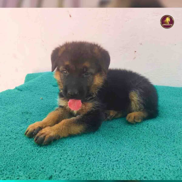 Breed Name - German Shepherd (GSD -Madurai 📍) - Image 4