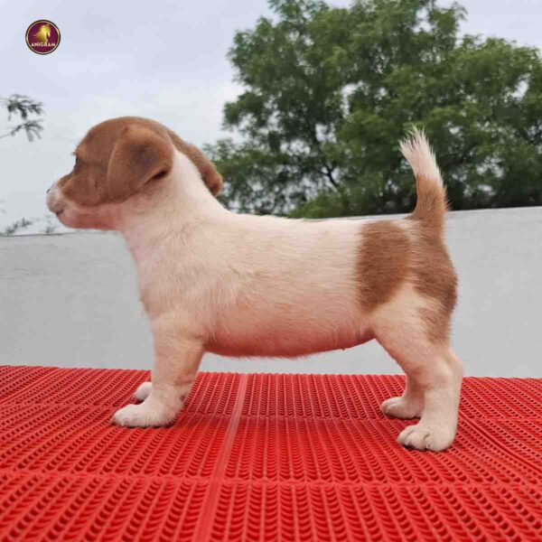 Breed Name - Jack Russell Terrier (📍Erode )