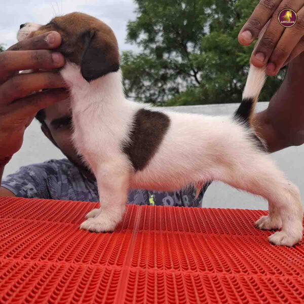 Breed Name - Jack Russell Terrier (📍Erode ) - Image 2