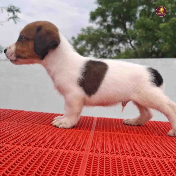 Breed Name - Jack Russell Terrier (📍Erode ) - Image 3