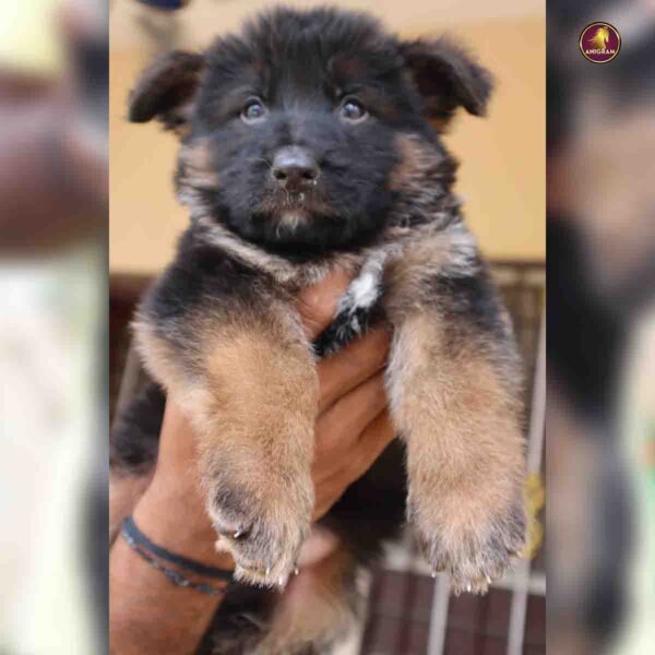Breed name - German shepherd (📍VELLORE) - Image 2