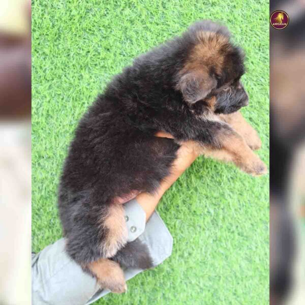 Breed name - German shepherd (📍VELLORE) - Image 3