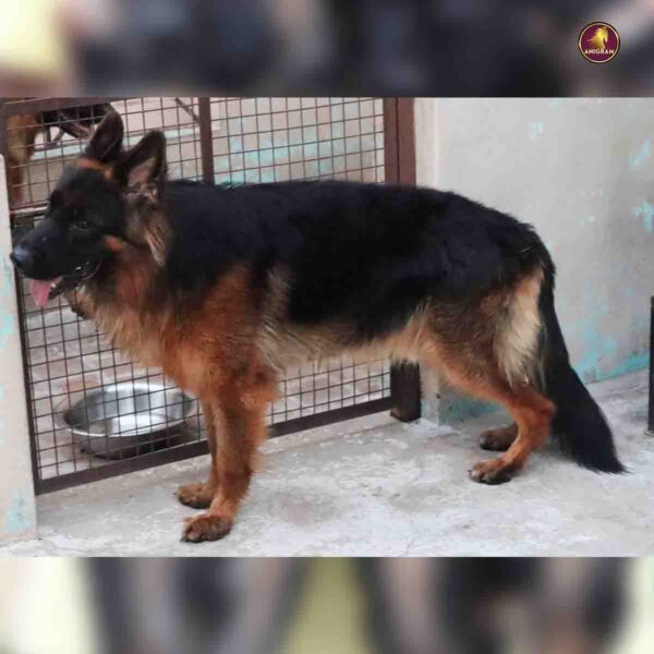 Breed name - German shepherd (📍VELLORE) - Image 4