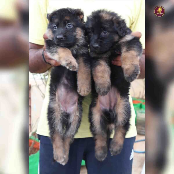 Breed name - German shepherd (📍VELLORE)