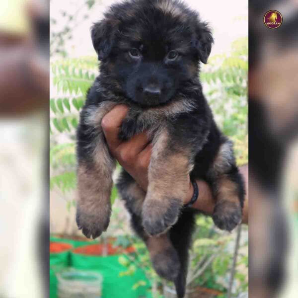 Breed name - German shepherd (📍VELLORE) - Image 5