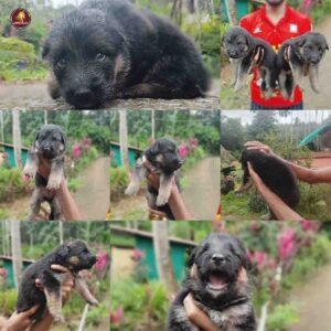 Breed Name - German Shepherd (  📍Kerala Malappuram)