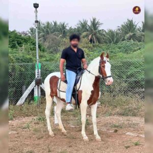 Breed Name - Marwar (📍Tirupur)