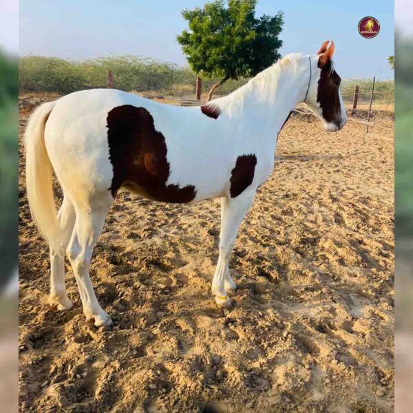 Breed Name - Marwar (📍Tirupur) - Image 2