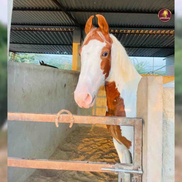 Breed Name - Marwar (📍Tirupur) - Image 3
