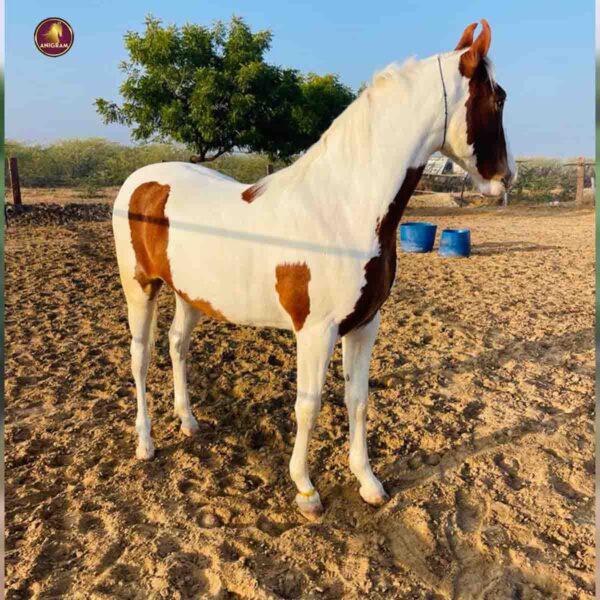 Breed Name - Marwar (📍Tirupur) - Image 4