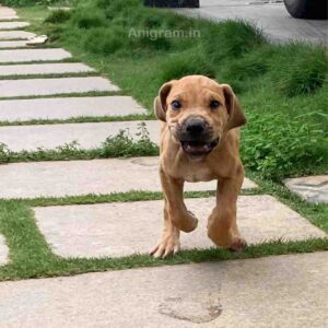 Breed Name - Fila brasilerio ( 📍Coimbatore)