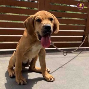 Breed Name - Fila brasilerio (📍Coimbatore)