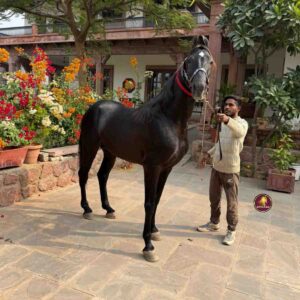 Breed Name - Marwar ( Bloodline Purity of jalore📍Rajasthan)