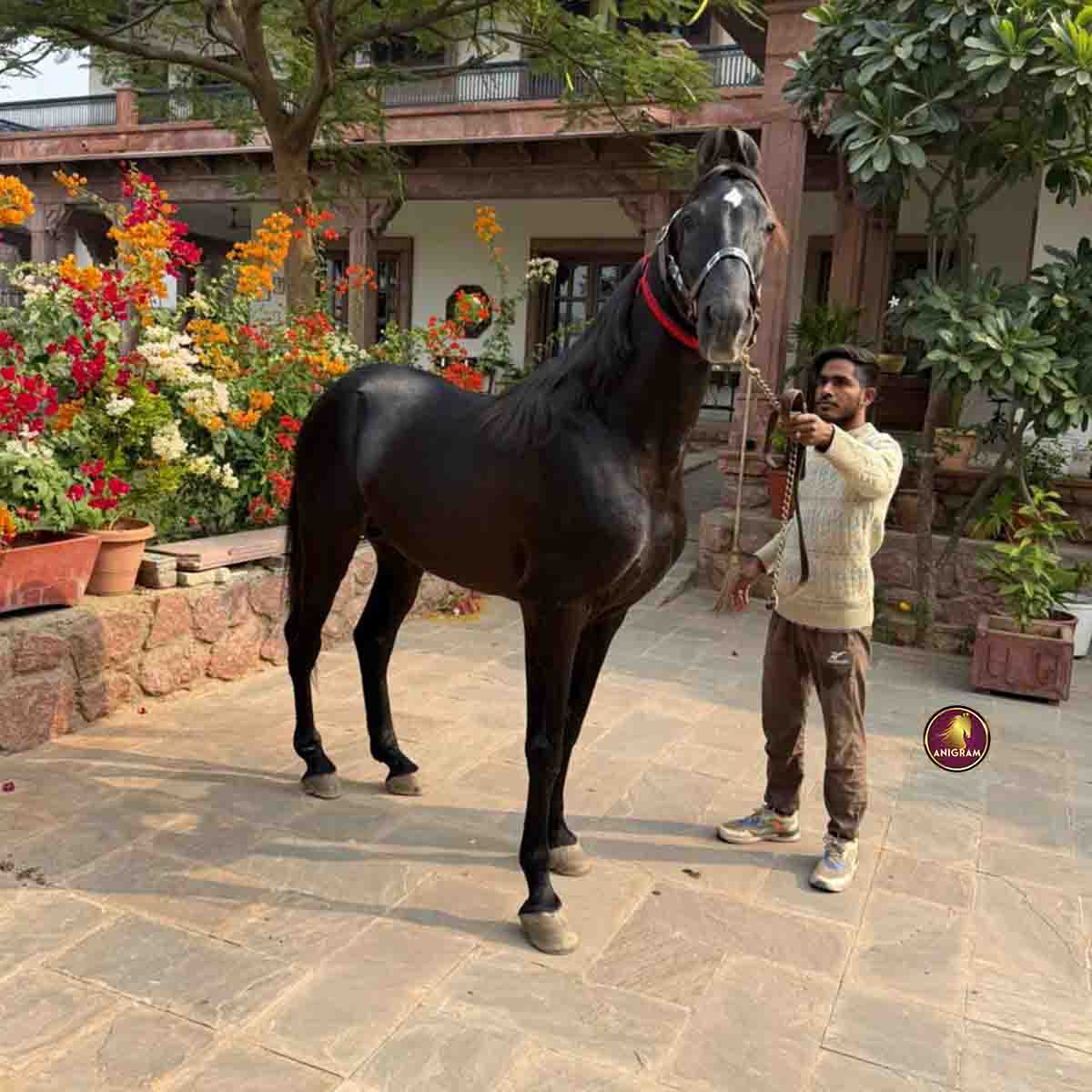 Breed Name - Marwar ( Bloodline Purity of jalore📍Rajasthan)