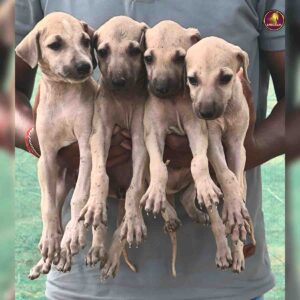 Breed name: Chippipaarai ( 📍Ramanathapuram town)