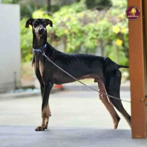 Breed Name - Kanni | Chippiparai ~(📍Pollachi - meenkarai road, TN-KL border)