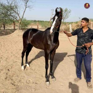 Breed Name - Marwar (🥇Premium Filly ~ Jodhpur📍)