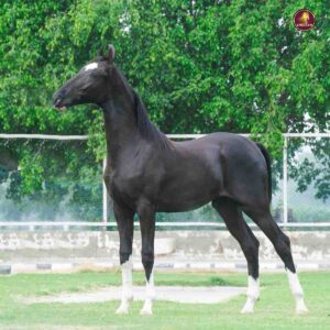 Breed Name - Marwar (📍 Punjab Jagraon)