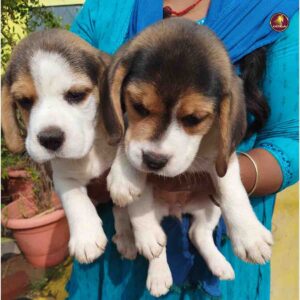 Breed Name - Beagle ( 📍Coimbatore Sulur)