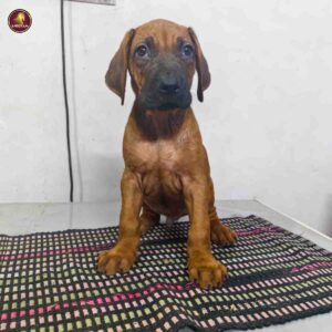 Breed Name - Rhodesian Ridgeback (📍Chennai)