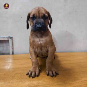 Breed Name - Rhodesian Ridgeback (📍Chennai)