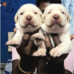 Breed Name - Labrador ( 📍Trichy)