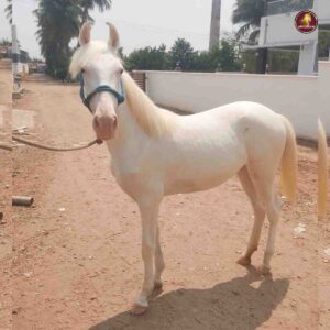 Breed Name - Nukra ( Verified Seller ✅📍Anthiyur)