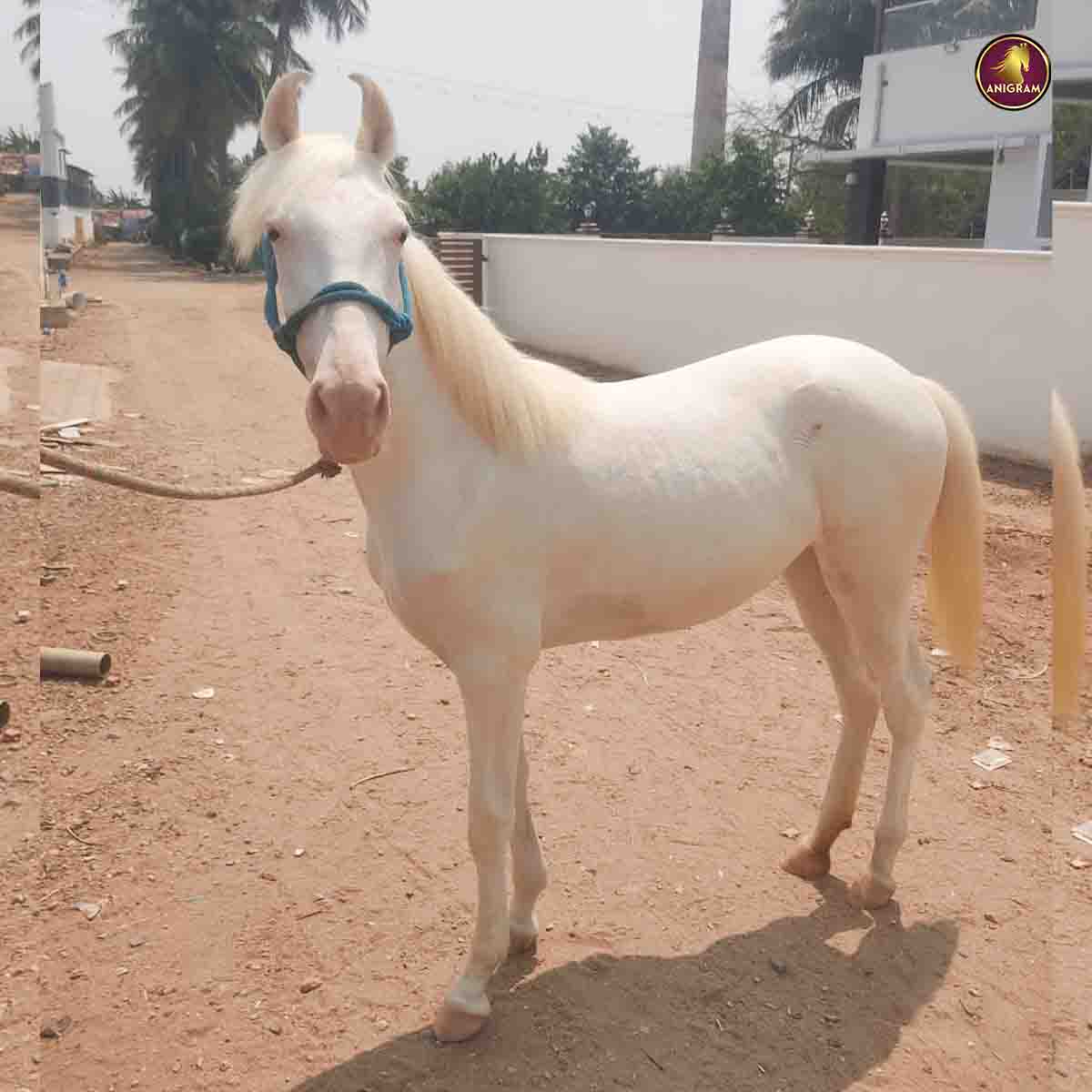 Breed Name - Nukra ( Verified Seller ✅📍Anthiyur)