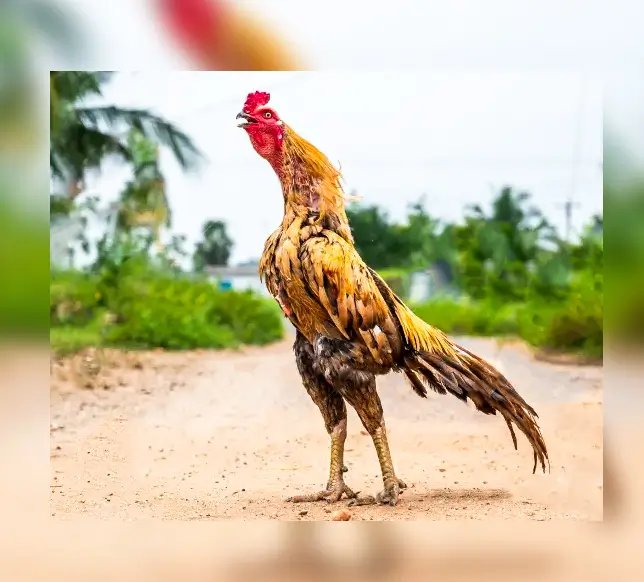 Anigram Rooster 2.jpg