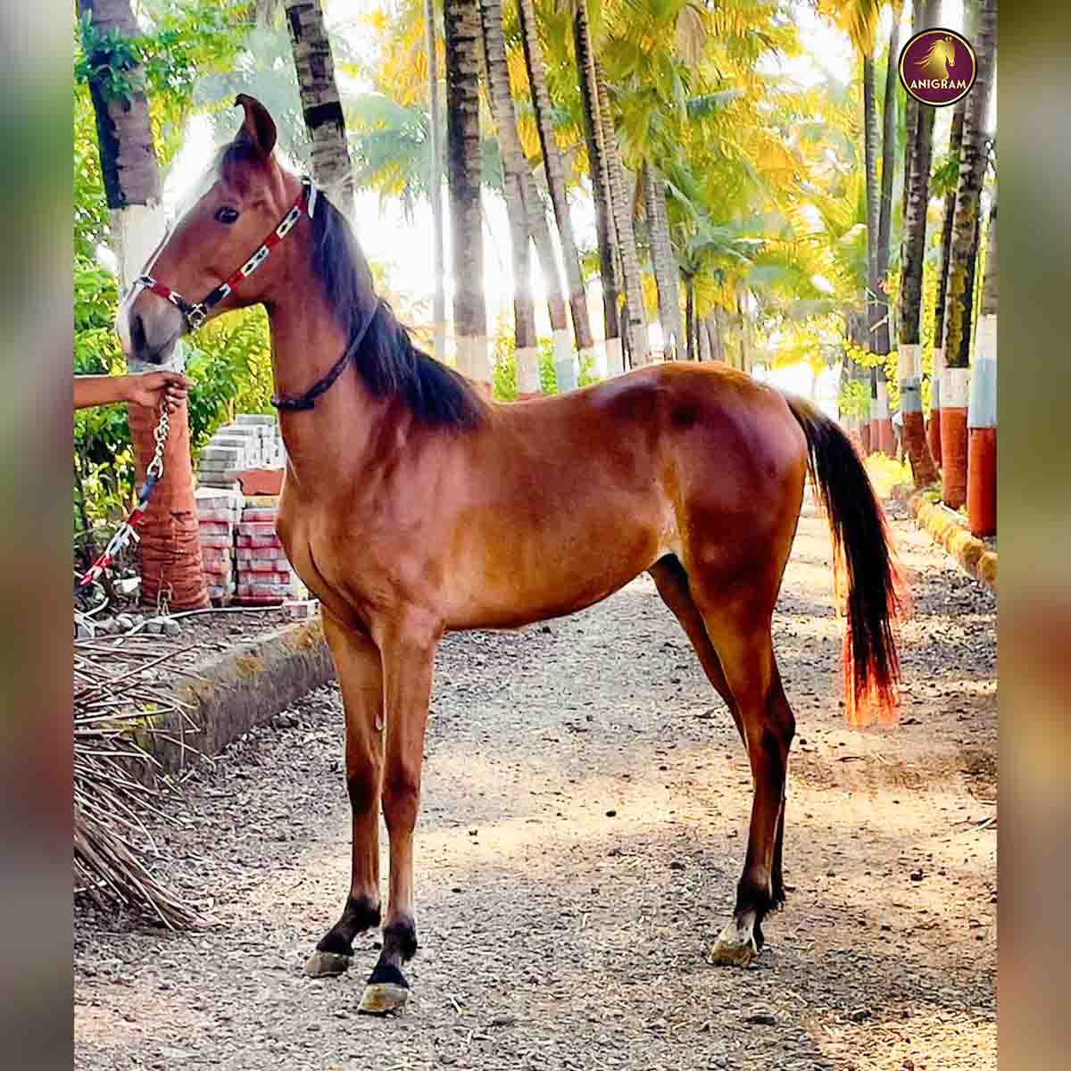 Breed Name - Marwar ( Filly  📍 Pune)