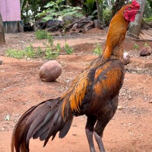 Breed name : Country Rooster 📍 Verified Seller✅