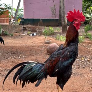 Breed name : Country Rooster 📍 Verified Seller✅
