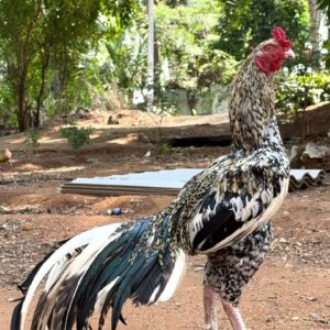 Breed name : Country Rooster 📍 Verified Seller✅