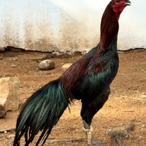 Breed Name - Country Rooster (Pollachi 📍, Verified Seller ✅)