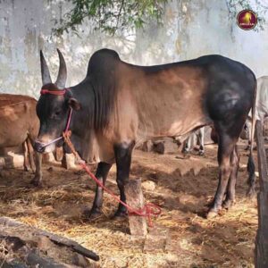 Breed name - KANGAYAM (📍 TIRUNELVELI)
