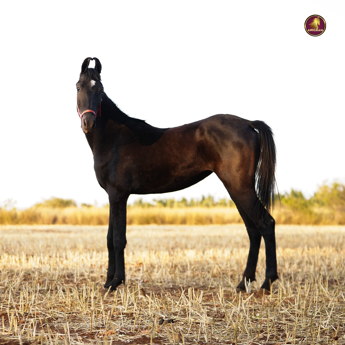 Breed Name - Marwari (Show quality filly 📍 Banglore)